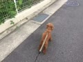 愛犬『マーキュリー』散歩。