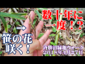 野山ウォーク　宮城県仙台市　斉勝沼緑地　2018年4月27日　SAIKACHI TRAIL WALK